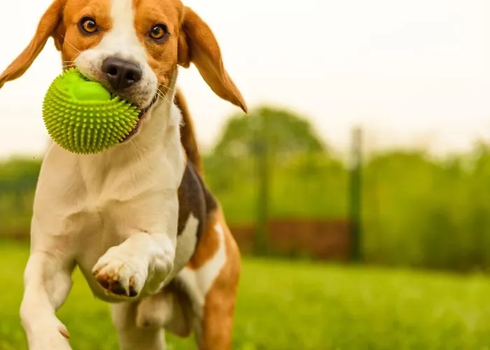 - Admite Mascotas - Formigal